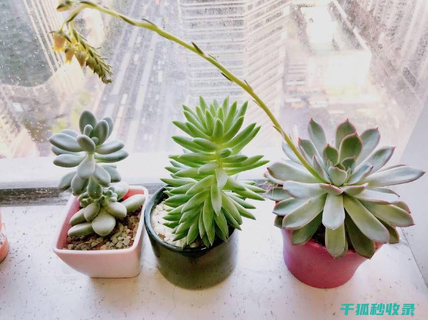 多肉植物养护全记录：从选苗到开花的全过程 (多肉植物养护技巧)