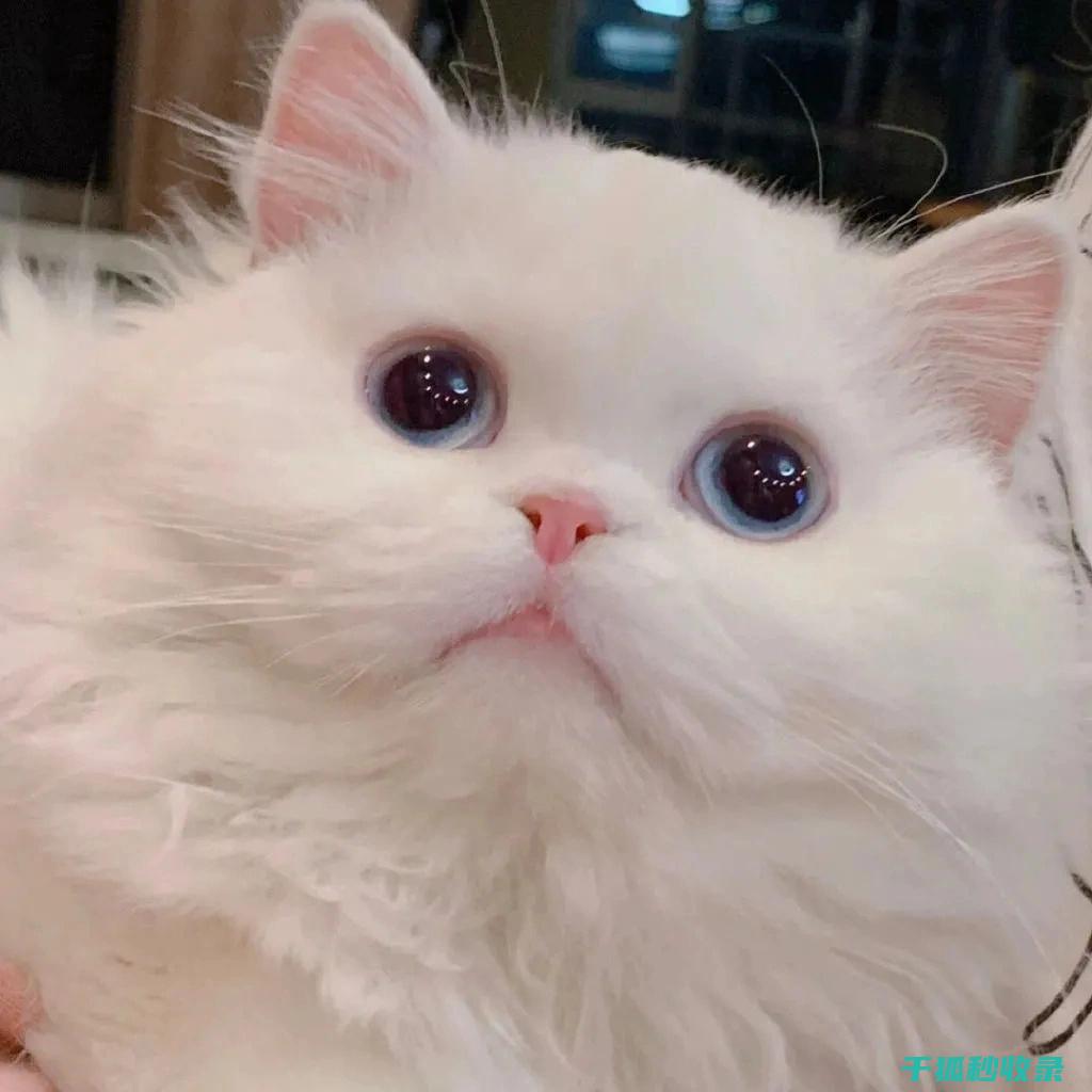 猫咪应激反应怎么缓解