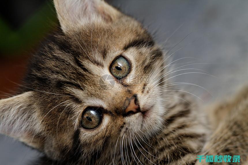 猫咪应激反应