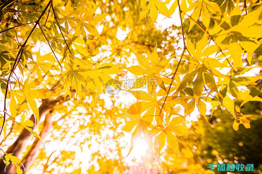 秋季花卉施肥时机与叶片保养的关联 (秋季花卉施肥最佳时间)