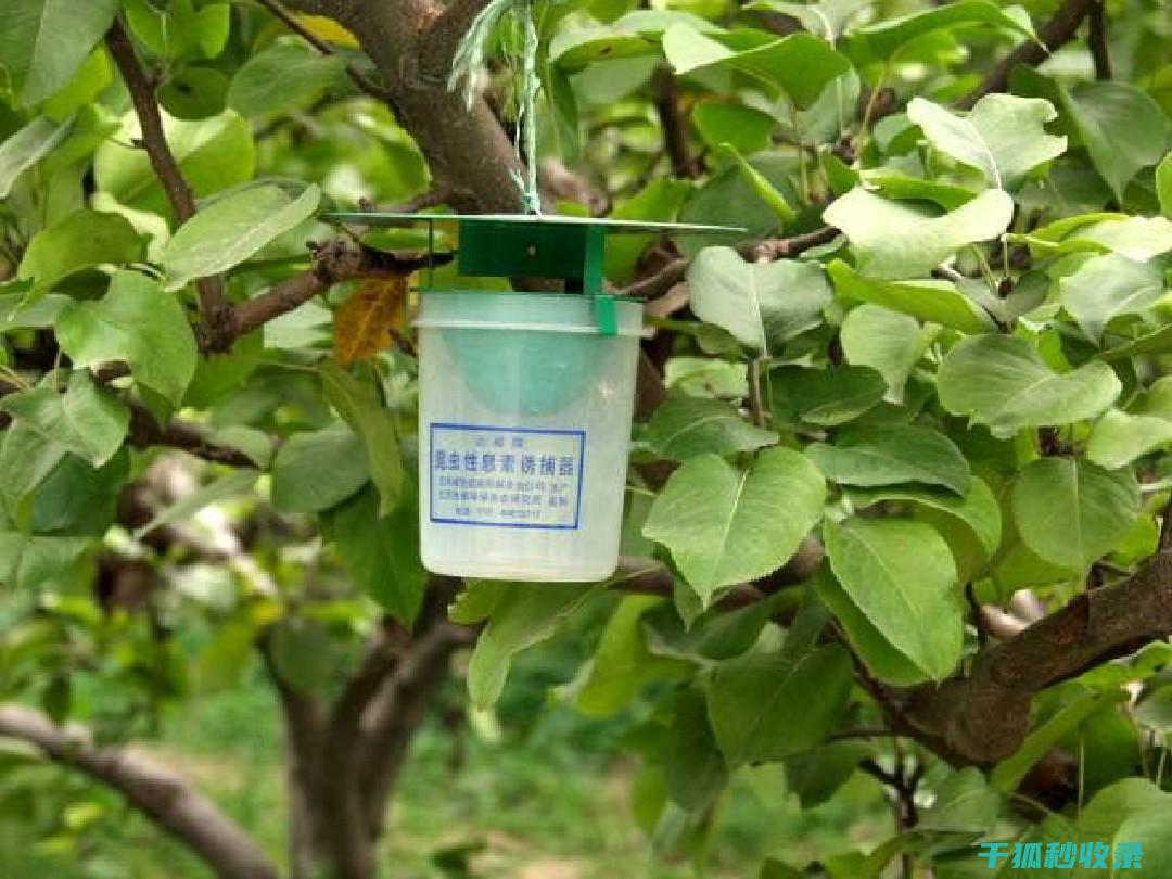 植物病虫害防治：如何通过粘虫板捕捉害虫 (植物病虫害防治考试题及答案)