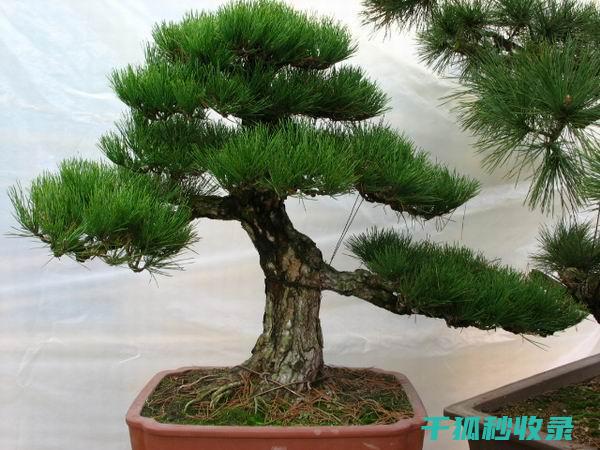 植物病虫害防治：如何通过土壤消毒消除病原菌 (植物病虫害防治)