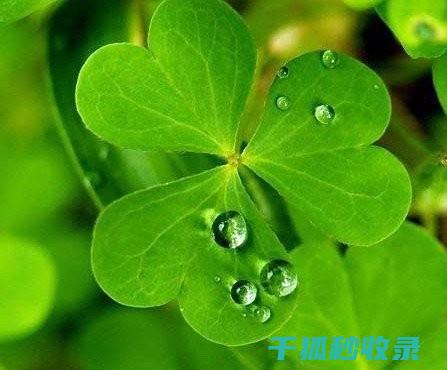 为何植物叶片会变得光亮？植物学家的深度解读 (为何植物叶片发黄)