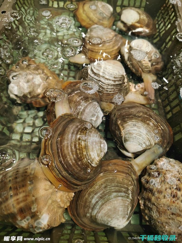 贝类吐沙现象解读：海洋生物与环境的微妙互动 (贝类吐沙时,在水里放入什么会有奇效?)