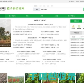 榛子树价格
